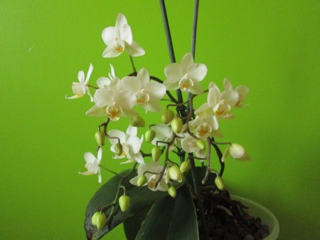 Phalaenopsis Wildflower, 21.02.14