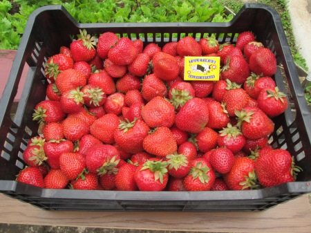 Kastitäis maasikaid