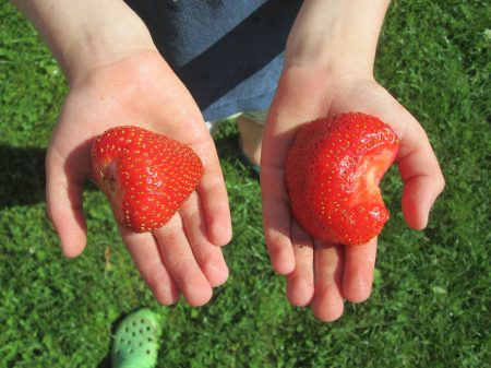 Markuse käed vs. maasikad